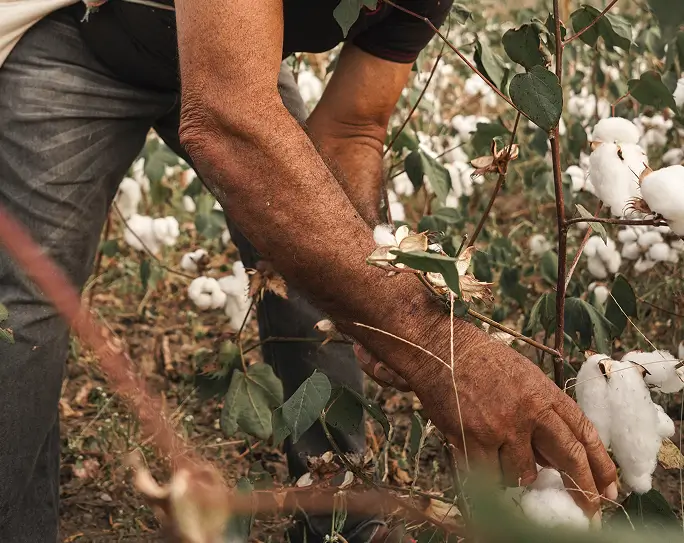 Da semente do algodão, até o produto final
